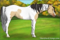 Horse Color:Bay Dun Tobiano Rabicano 