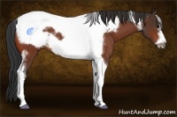 Horse Color:Bay Tobiano Frame 