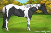 Horse Color:Black Tobiano 
