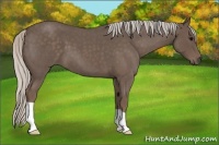 Horse Color:Silver Blue Roan 
