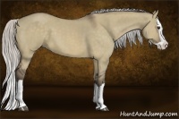 Horse Color:Silver Buckskin Dun Splash 