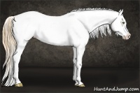 Horse Color:Palomino Dun Appaloosa  and Smoky Grullo Appaloosa 