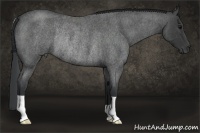 Horse Color:Blue Roan Rabicano