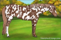 Horse Color:Chestnut Appaloosa 