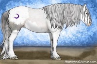 Horse Color:Brown Splash Appaloosa