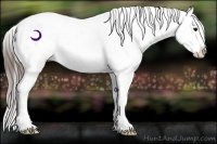 Horse Color:Buckskin Splash Appaloosa