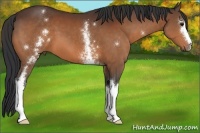 Horse Color:White Spotted Bay 