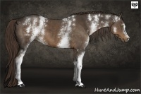Horse Color:White Spotted Liver Chestnut 