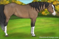 Horse Color:Bay Dun Splash 