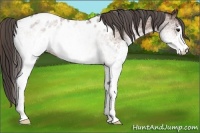 Horse Color:White Spotted Bay Appaloosa