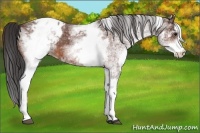 Horse Color:White Spotted Bay Appaloosa
