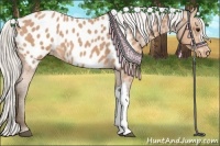 Horse Color:Silver Bay Roan Appaloosa