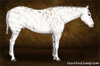 Horse Color:White Spotted Silver Brown Roan Pearl Onyx Appaloosa 