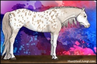 Horse Color:Palomino Sabino Appaloosa 