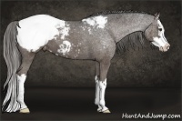 Horse Color:Liver Chestnut Sabino Splash Appaloosa 