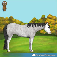 Horse Color:Grullo Roan Splash 