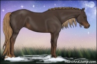 Horse Color:Liver Chestnut 