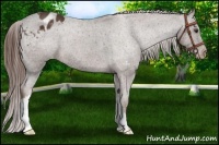 Horse Color:Liver Chestnut Appaloosa 