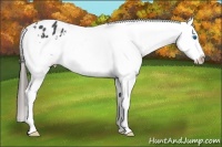 Horse Color:Black Splash Frame Appaloosa