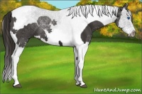 Horse Color:Liver Chestnut Splash Tobiano