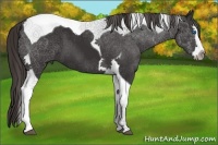 Horse Color:Liver Chestnut Splash Tobiano