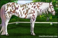 Horse Color:Nacre Chestnut Appaloosa 