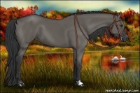 Horse Color:Grullo 