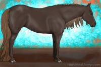 Horse Color:Liver Chestnut 