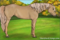 Horse Color:Palomino