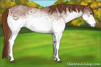 Horse Color:White Spotted Chestnut 