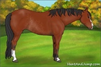 Horse Color:Bay Sabino Rabicano 
