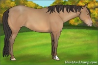 Horse Color:Amber Champagne 