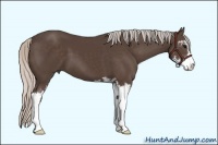 Horse Color:Silver Black Sabino 