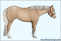 Horse Color:Silver Black Pearl Sabino 