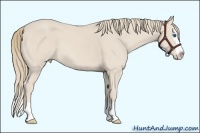 Horse Color:Smoky Creme Sabino Splash