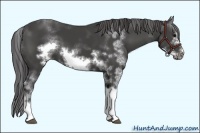 Horse Color:Smoky Black Sabino Frame