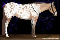 Horse Color:White Spotted Amber Champagne Appaloosa