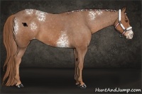 Horse Color:White Spotted Chestnut Appaloosa 