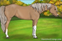 Horse Color:Palomino