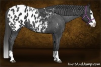 Horse Color:Black Splash Appaloosa 