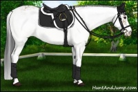 Horse Color:Bay Dun Sabino