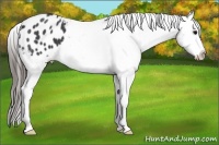 Horse Color:Blue Roan Appaloosa