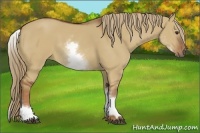 Horse Color:White Spotted Red Dun 