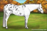 Horse Color:Blue Roan Appaloosa 