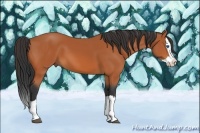 Horse Color:Bay Splash 