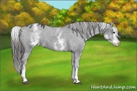 Horse Color:White Spotted Black Splash Appaloosa 