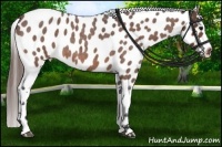 Horse Color:Bay Roan Appaloosa