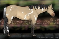 Horse Color:White Spotted Bay Dun