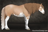 Horse Color:Bay Pearl Splash