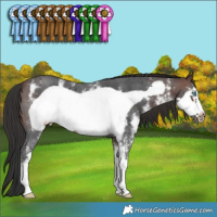 Horse Color:Brown Sabino Frame 
